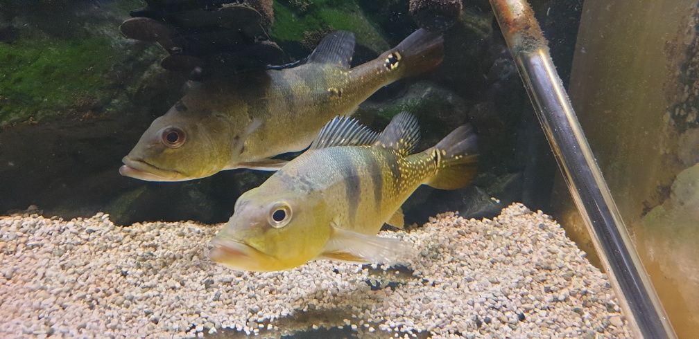 Cichla cichle 30cm