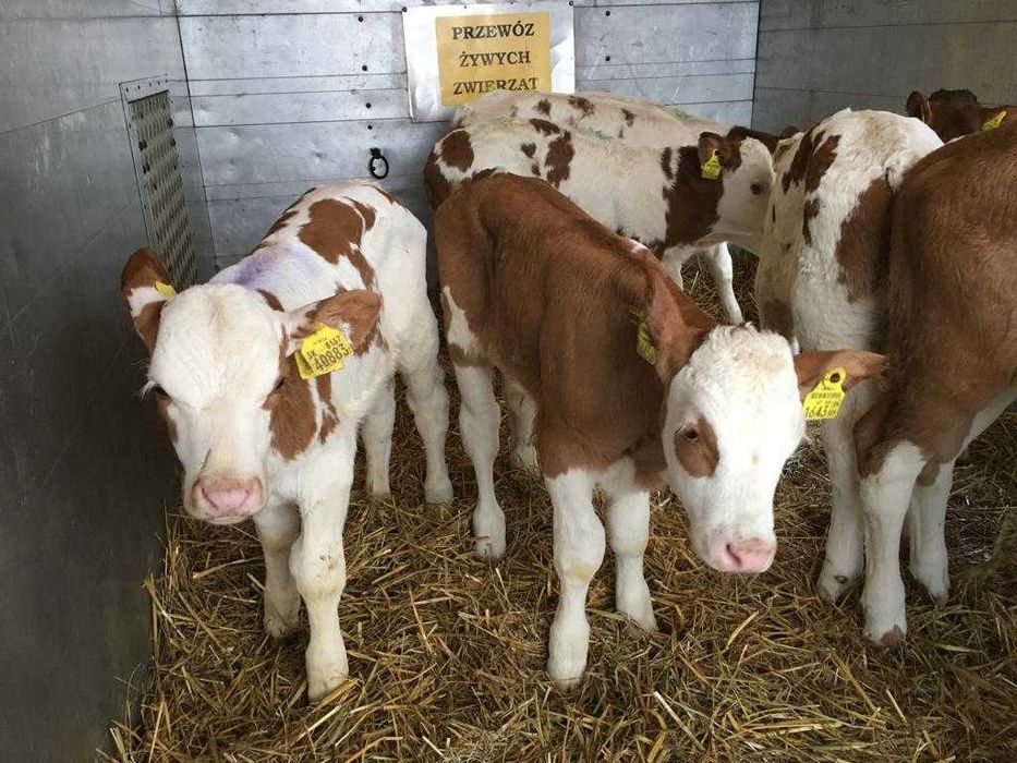 Byczki, cielaki simentale