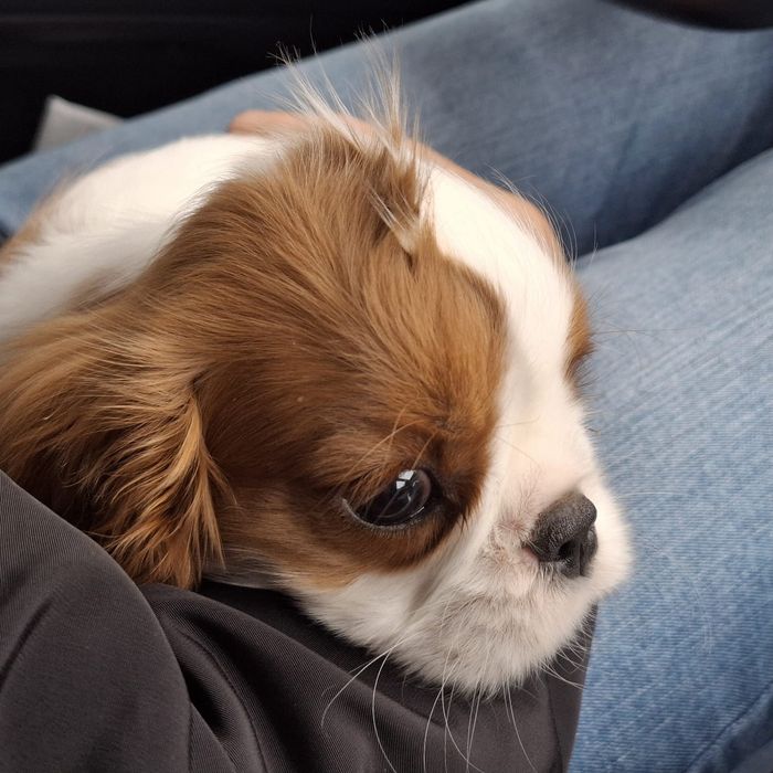 Piesek Cavalier King Charles Spaniel Związek Kynologiczny w Polsce FCI