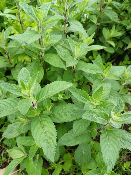 Sadzonki chrzanu zioła