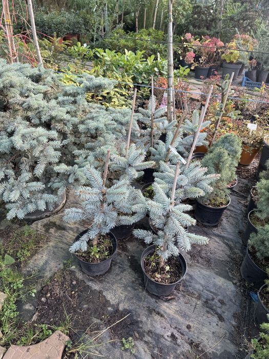 Хупси ель ёлка ялинка голубая