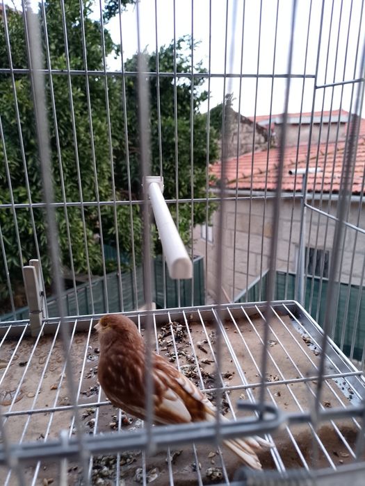 Canário Phaeo Amarelo Mosaico