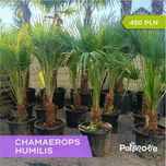 Palma Karłatka Humilis 150-180 cm