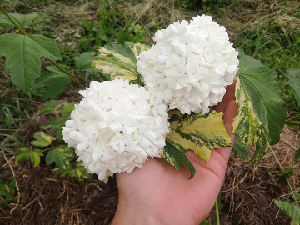 Калина Печхін,варієгатна