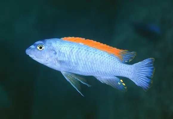 Casal Labeotropheus Trewavasae Jovem adulto ciclideo africano