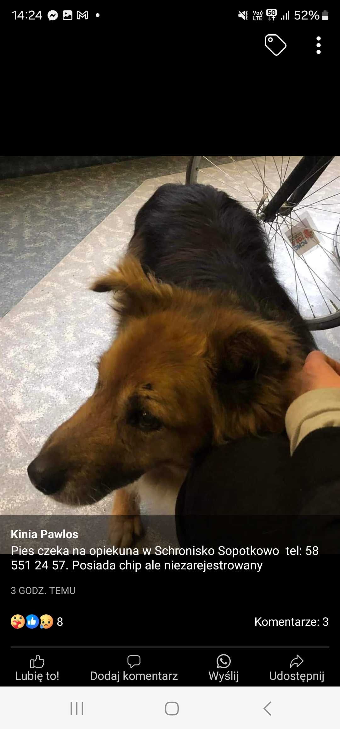 Pies znaleziony w sopocie
