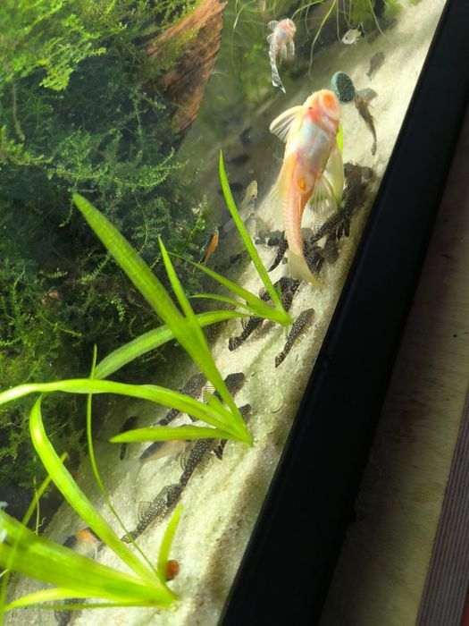 Ancistrus gold nugget