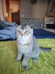 Gatinho scottish fold MACHO