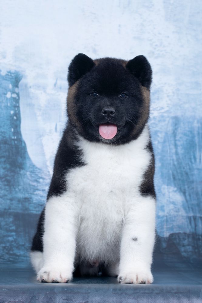 Американська акіта, хлопчики / американская акита/ american akita