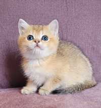 Piękna złota kotka FPL,FIFE- kot brytyjski