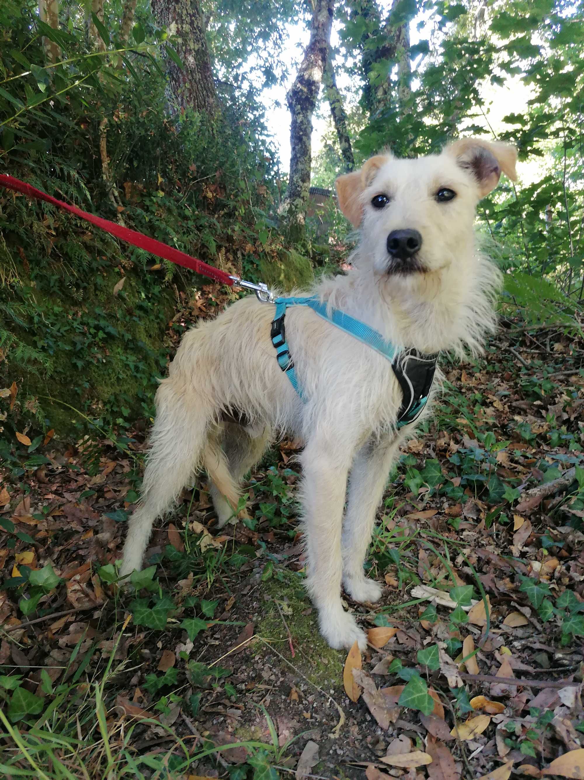 Bobby- Cachorro para adoção responsável