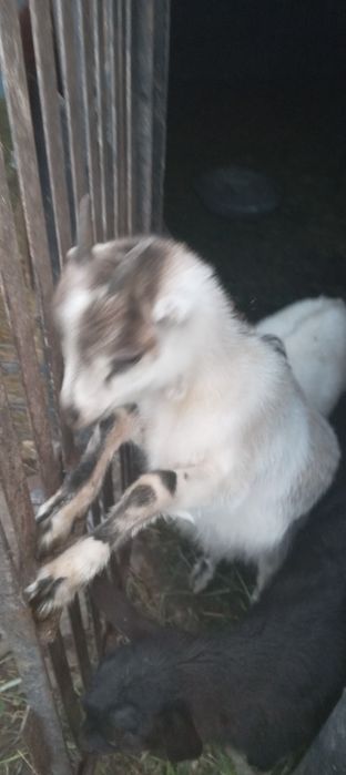 Продам козочку вік  9 місяців