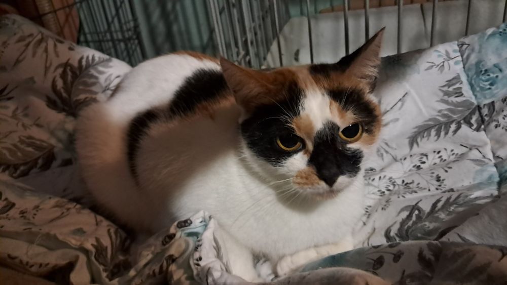 Lusia roczna kicia szuka domu