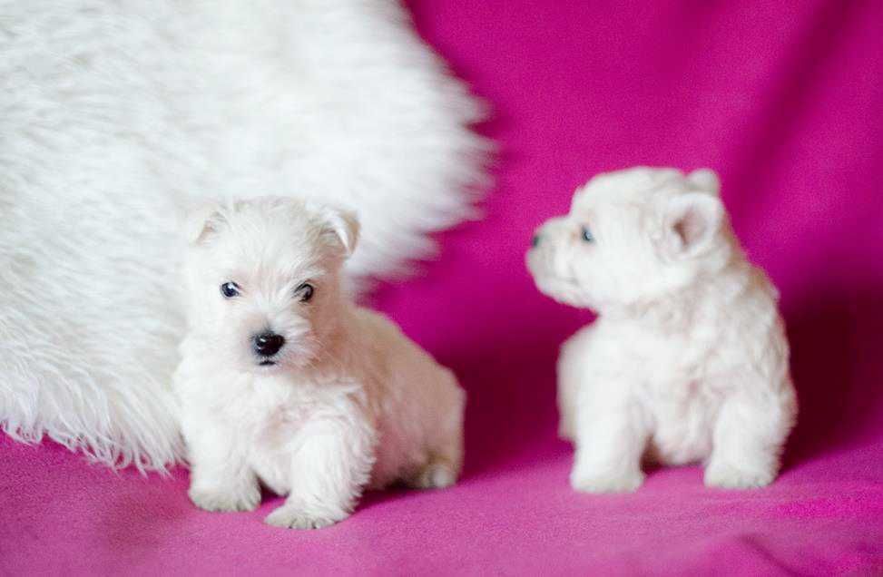 West Highland White Terrier - suczka ;)