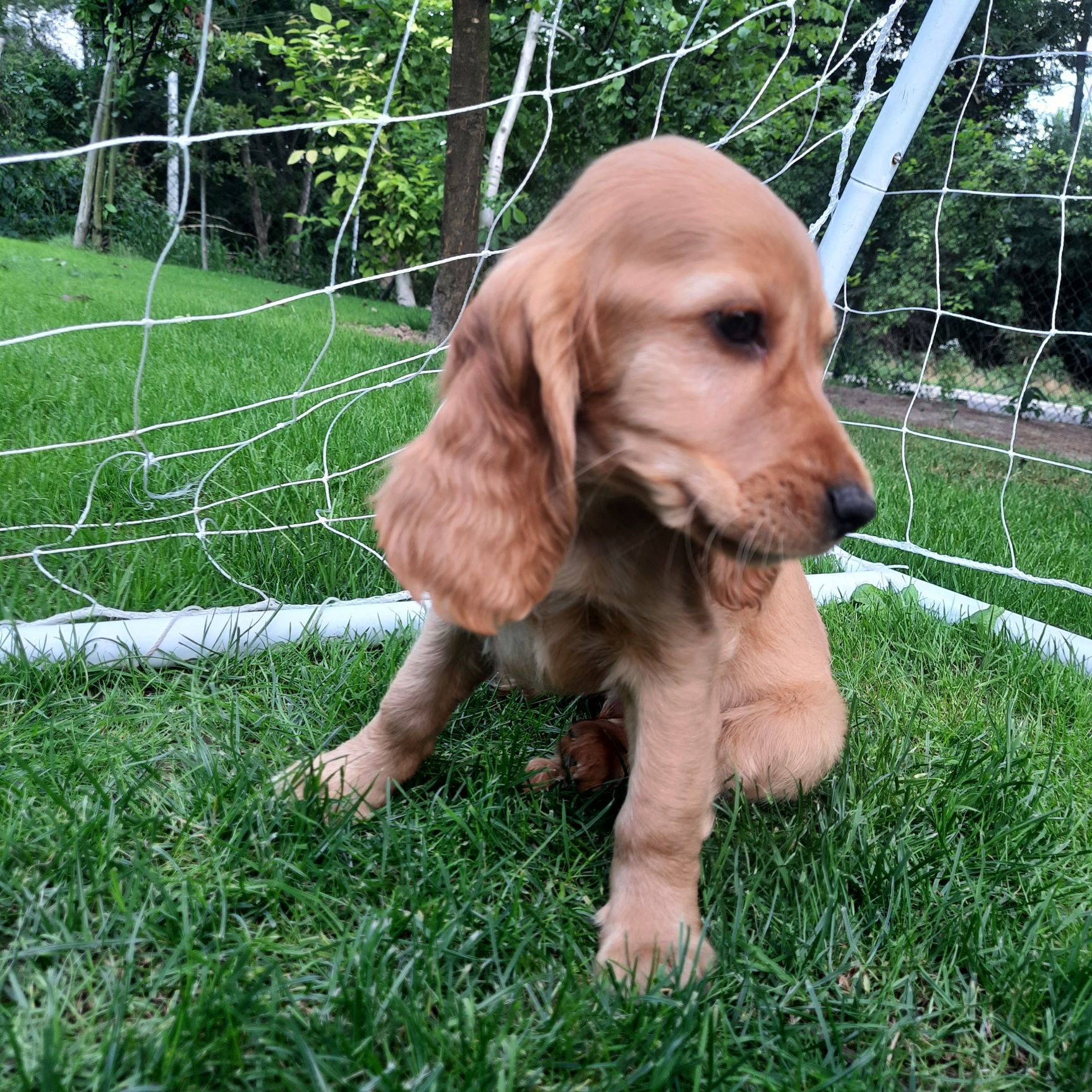 Cocker Spaniel "REZERWACJA"