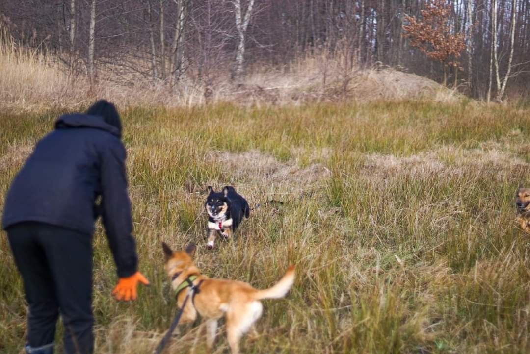 Cudowny, wrażliwy Irysek szuka domu!