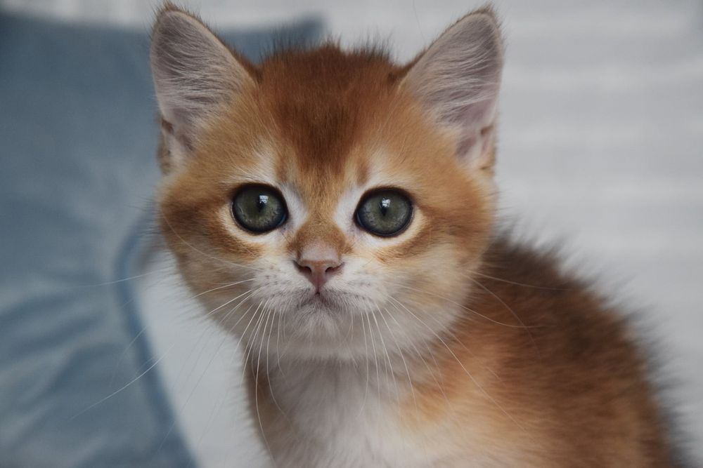 Gatinho Golden British Shorthair