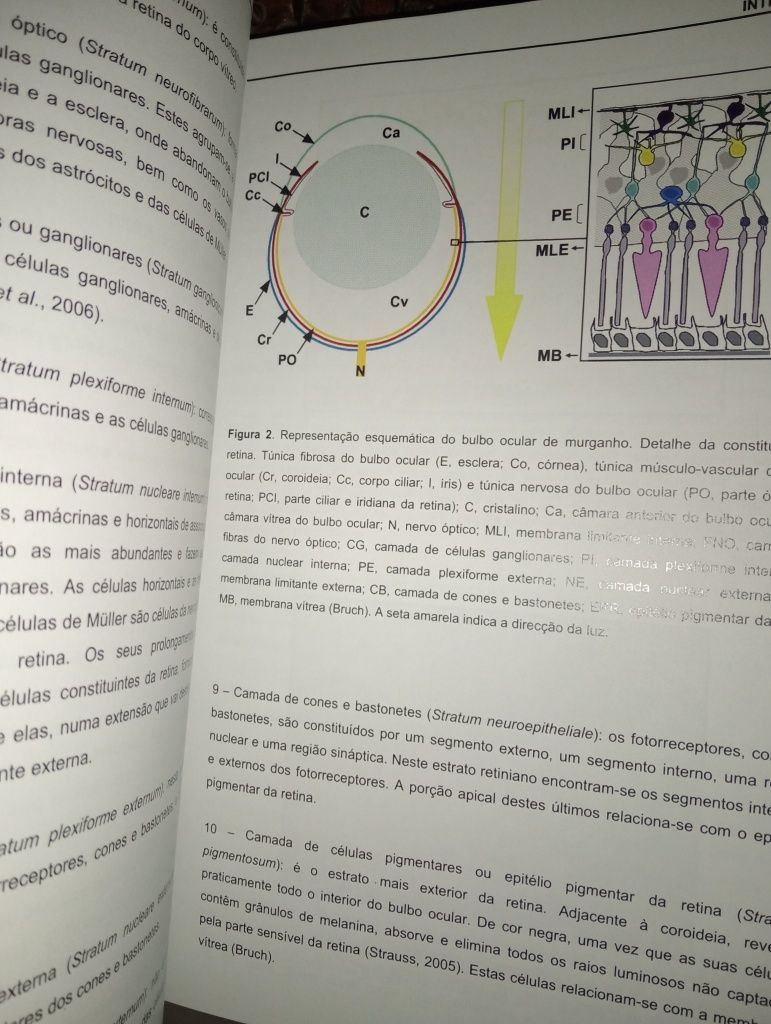 Tese de doutoramento em ciências veterinárias Dra Maria Luísa Mendes J