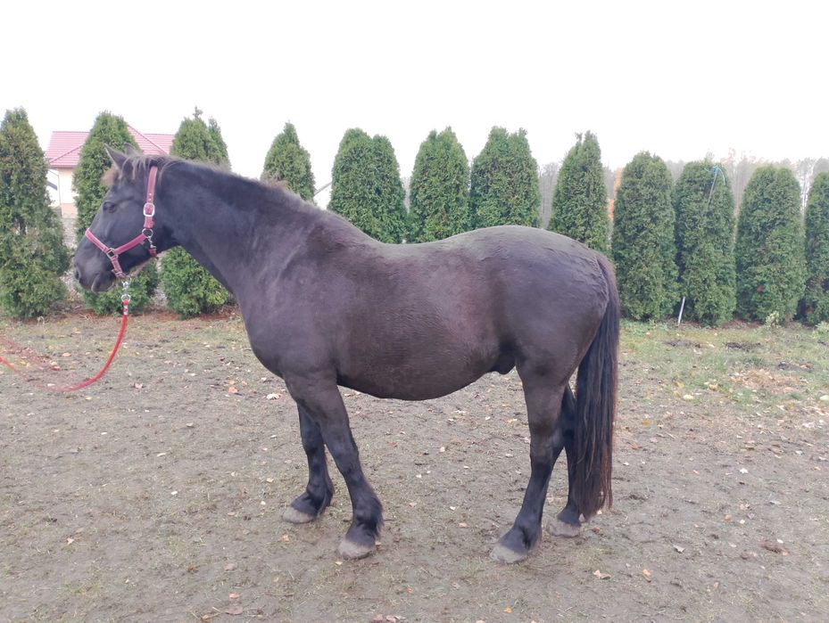 Wałach siodło/zaprzeg