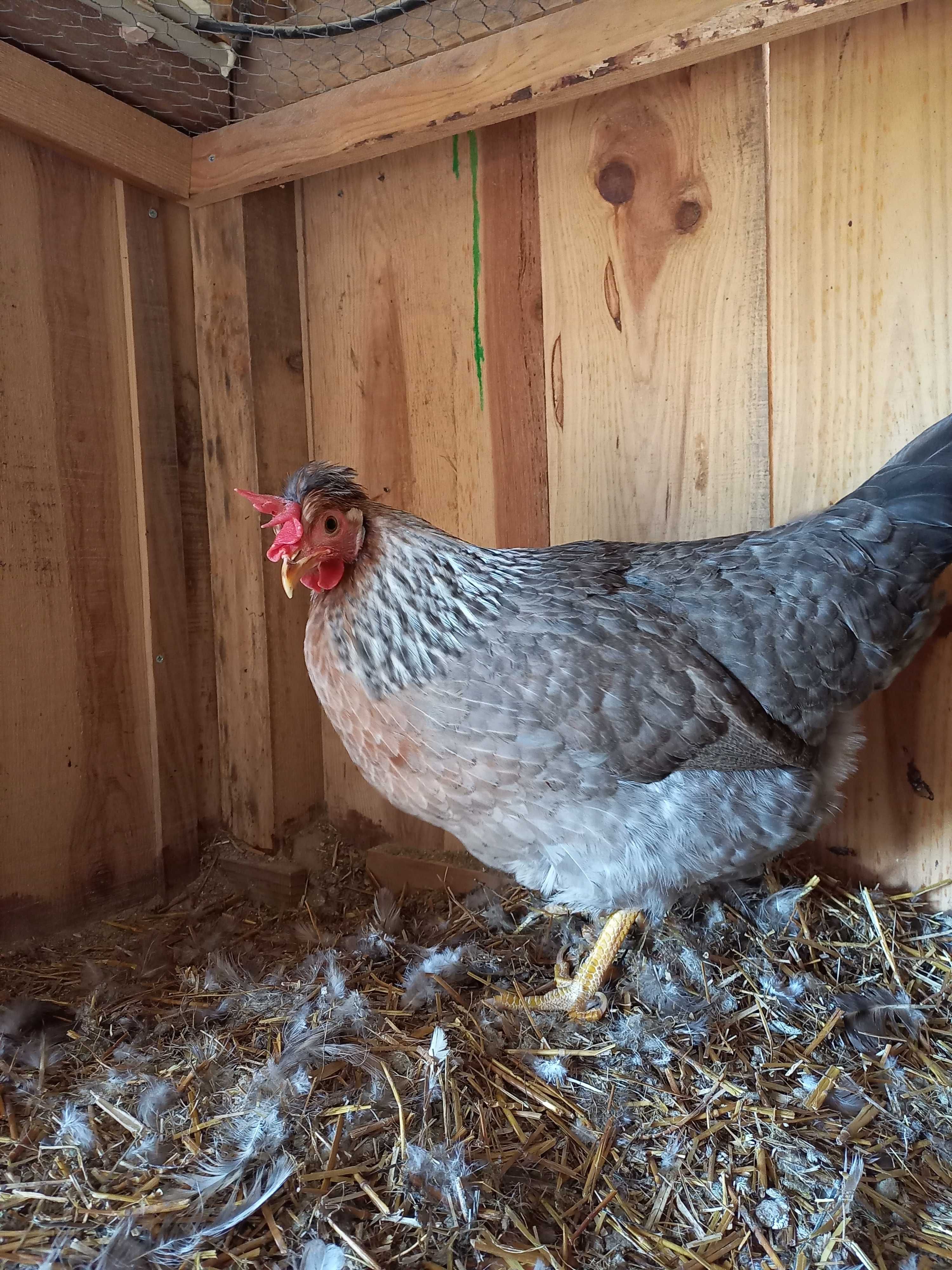 Ovos Galados Rhode Island Red (Com Garantia)