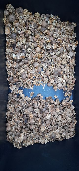 Linia do łuskania orzechów włoskich I laskowych