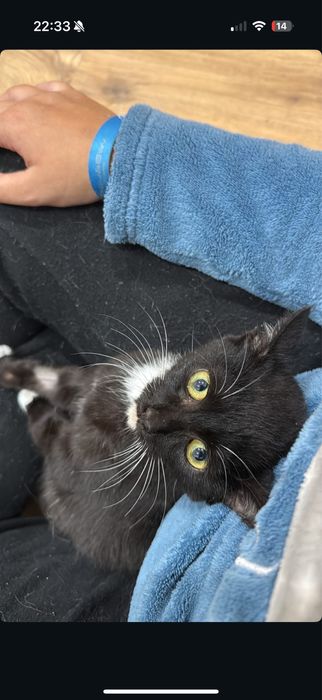 Gatinho 4 meses para adoção