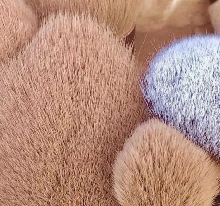 Кисти для макияжа Набор профессиональных кистей для макияжа