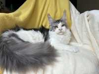 Koteczka srebrzysta maine coon