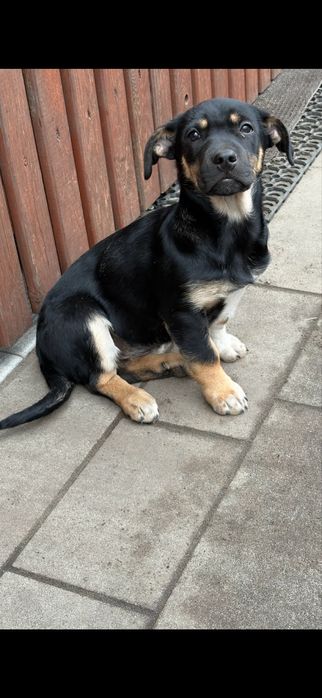 Oddam młodą suczkę