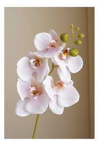Орхідея латекс, штучні квіти