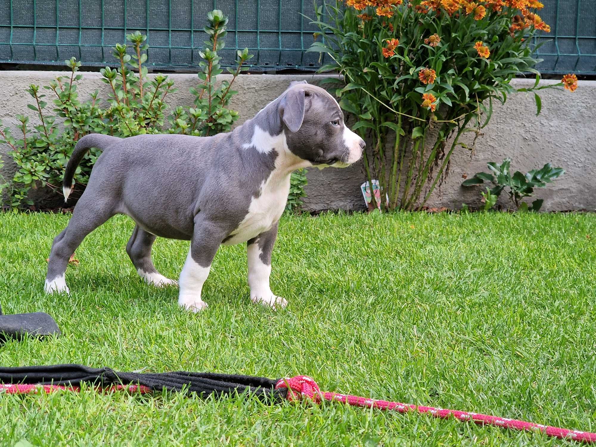 American Staffordshire Terrier Amstaff Blue ZKwP FCI