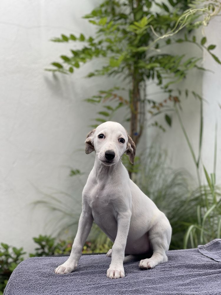 Whippet suczka ZKwP Revirado FCI gotowa do odbioru