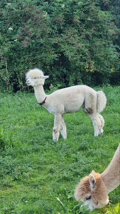 Alpaka 3 samce huacaya