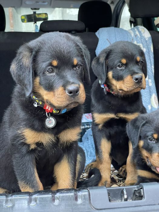 Цуценя ротвейлера доя Вашої родини!