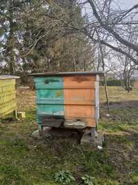 Ule z pszczołami - typ pszczół Wielkopolski. Ule z nadstawkami
