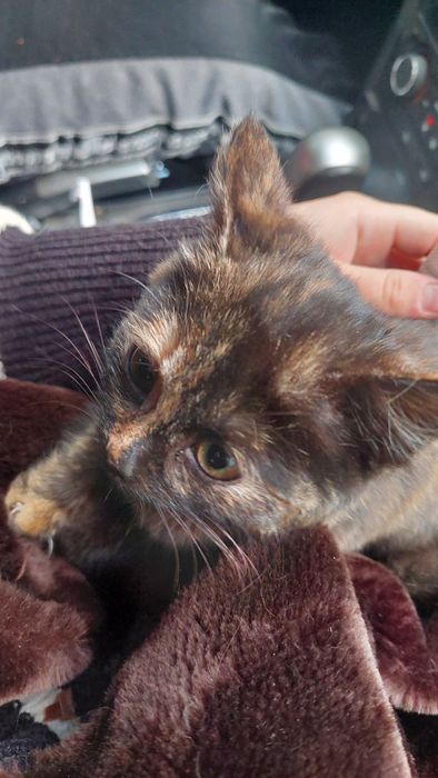 Кошенятко в добрі руки