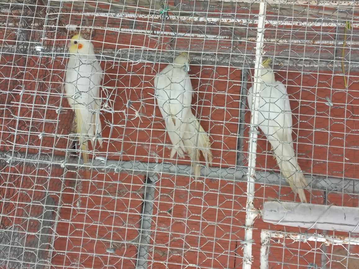 Aves novas para ceder