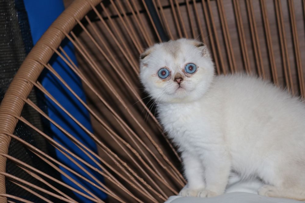 Uma gatinha scottish fold point