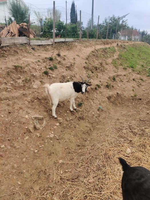 Duas Cabras Anãs com 3 anos idade