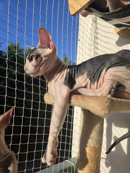 WCF Don Sphynx  kotek