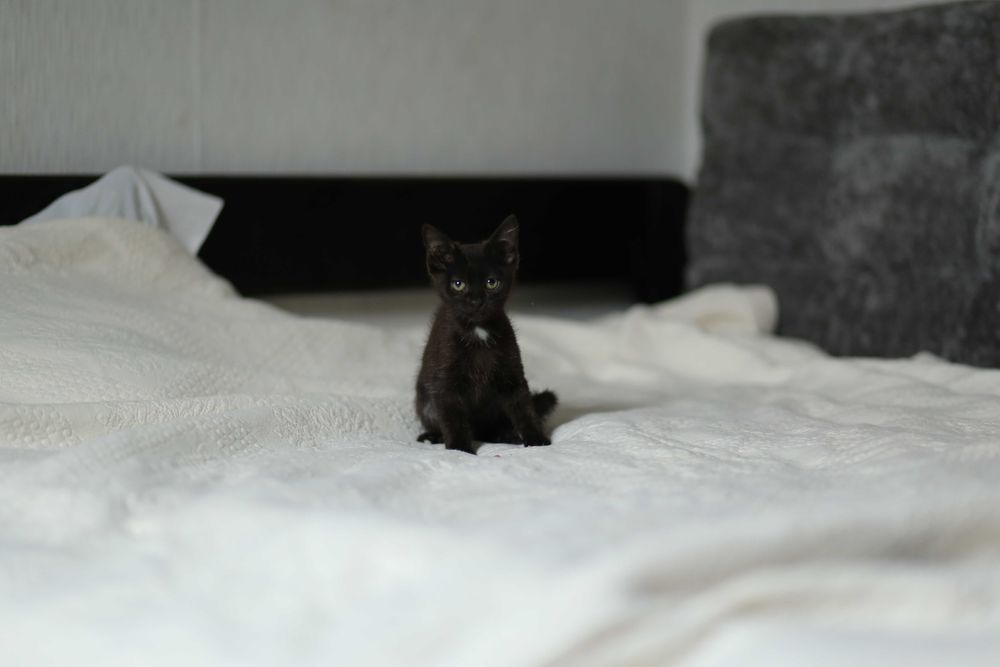 Котик, кошеня, кіт