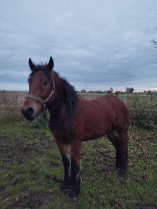 Klacz Polski Koń Zimnokrwisty