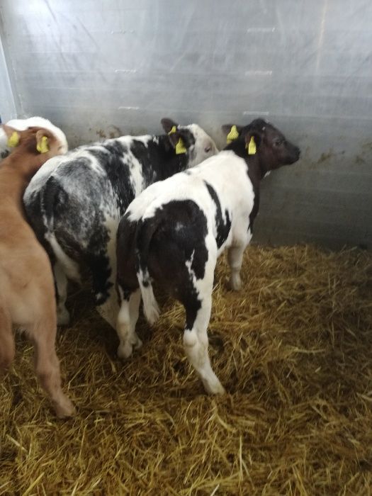 Jałówki Byczki polskie GLINOJECK