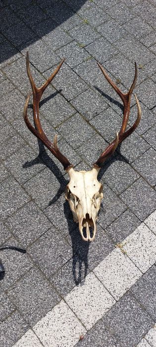Poroże, wieniec jelenia z czaszką
