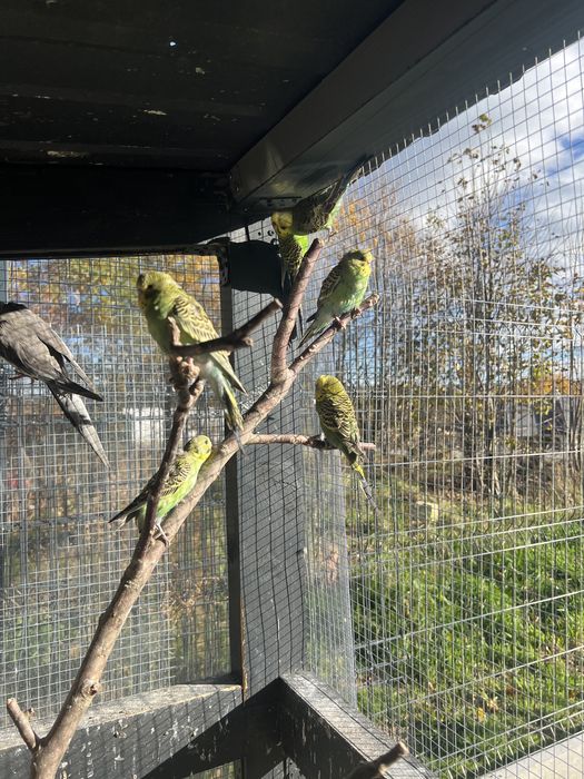 Sprzedam papugi faliste