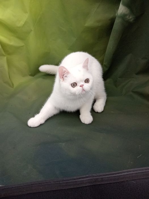 Екзотичне короткошерстне Кошеня