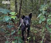 Delikatny, senior, 13 kg Filipek. Adopcja