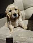 Golden retriever suczka