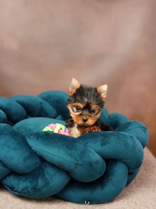 Маленька принцеса шукає замок — Йоркширська дівчинка!