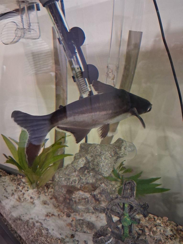 Tubarão (Pangasianodon hypophthalmus)